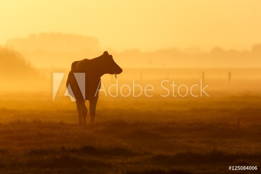 Picture of one cow on a foggy field